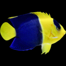 Product image for MD Bicolor Angelfish