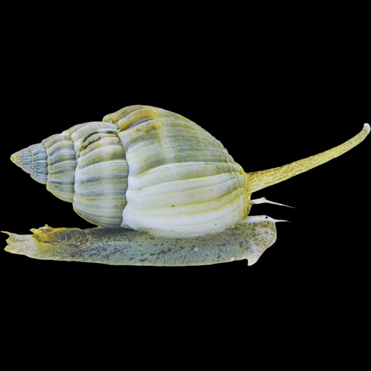 (5 Pack) Nassarius snail