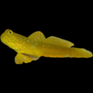 Product image for Yellow Watchman Goby